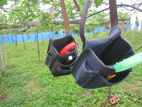 信州 長野県 生坂村 ぶどう きらりふぁーむ