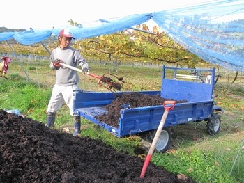 信州 長野県 生坂村 ぶどう