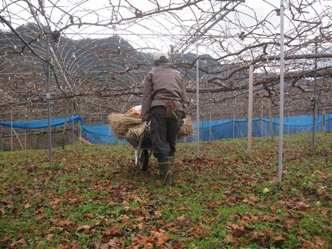 信州 長野県 生坂村 ぶどう