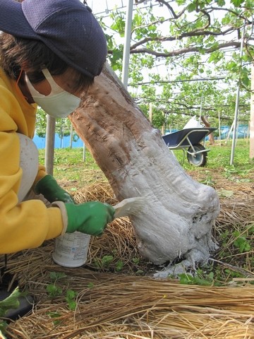信州 長野県 生坂村 巨峰狩り きらりふぁーむ