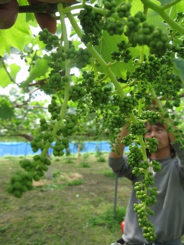 信州 長野県 生坂村 巨峰
