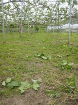 信州 長野県 生坂村 巨峰栽培