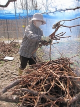 信州 長野 ぶどう