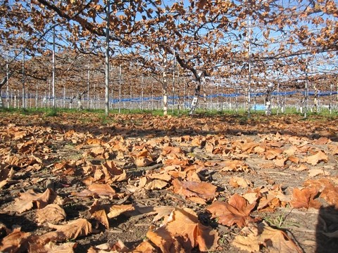 信州 長野県 生坂村 種なしぶどう きらりふぁーむ