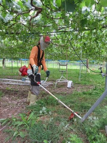 信州 長野県 生坂村 ぶどう狩り きらりふぁーむ