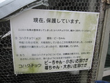 信州 長野 安曇野 白鳥