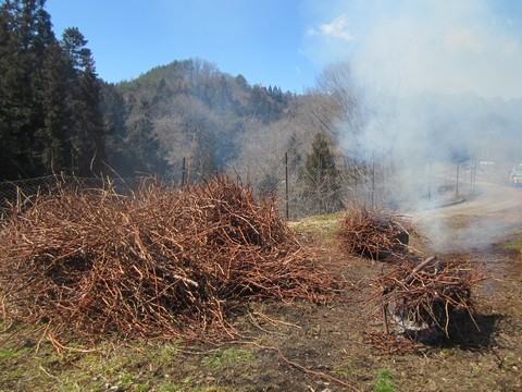 信州 長野県 生坂村 種なしぶどう 季来里ふぁーむ・すずき