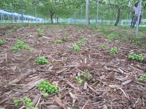 信州 長野県 生坂村 ぶどう直売 きらりふぁーむ