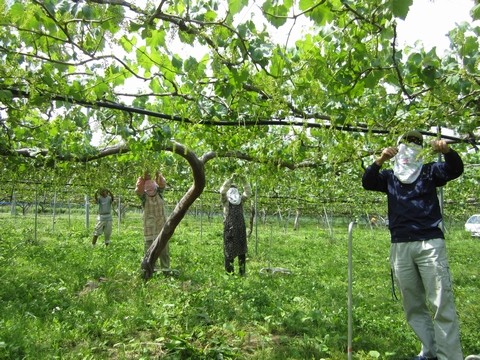 信州 長野県 生坂村 巨峰 季来里ふぁーむ・すずき