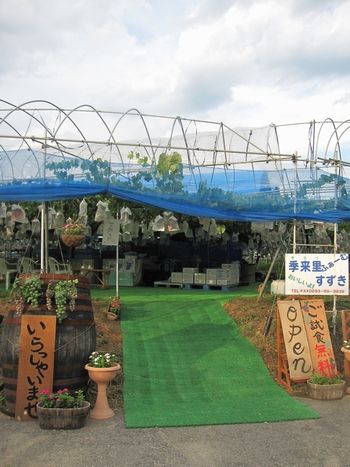 信州 長野県 生坂村 ぶどう狩り