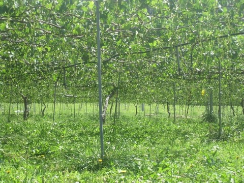 信州 長野県 生坂村 巨峰狩り 季来里ふぁーむ・すずき