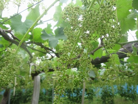 信州 長野県 生坂村 巨峰 季来里ふぁーむ・すずき
