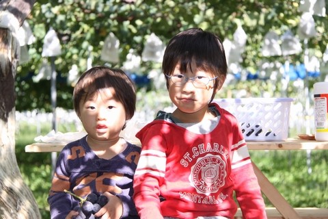 長野県 生坂村 ぶどう狩り 巨峰狩り 季来里ふぁーむすずき