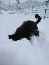 信州 長野 生坂村 ミックス犬
