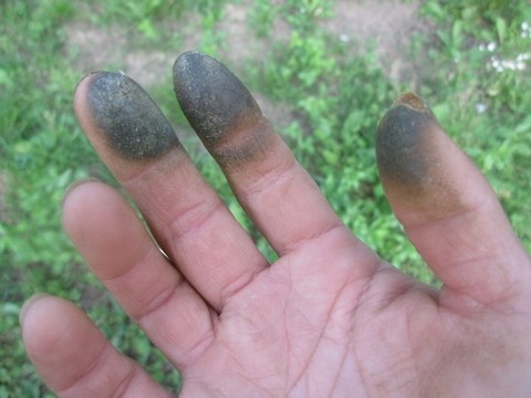 信州 長野県 生坂村 巨峰狩り 季来里ふぁーむ・すずき