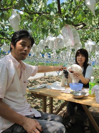 信州 長野県 生坂村 巨峰狩り