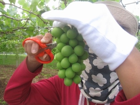 信州 長野県 生坂村 巨峰狩り 季来里ふぁーむ・すずき