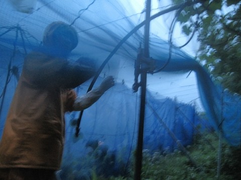 信州 長野県 生坂村 ぶどう観光農園 季来里ふぁーむ・すずき