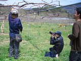 信州 長野県 生坂村 ぶどう狩り