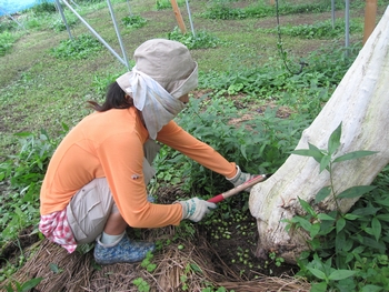 信州 長野県 生坂村 ぶどう狩り