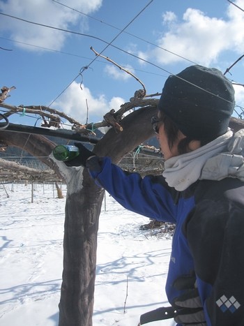 信州 長野県 生坂村 巨峰