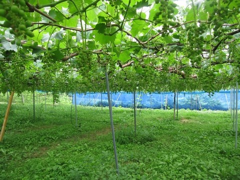 信州 長野県 生坂村 巨峰狩り きらりふぁーむ