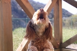 信州 長野県<br>
生坂村 ミックス犬