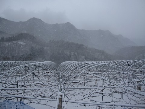 信州 長野県 生坂村 ぶどう