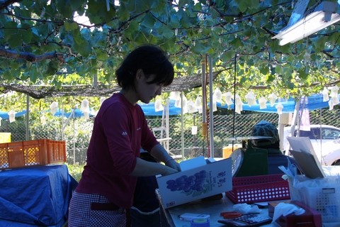 信州 長野県 生坂村 巨峰 ぶどう 季来里ふぁーむ・すずき
