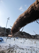 信州 長野 生坂村 皮むき