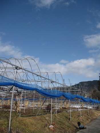 信州 長野県 生坂村 ぶどう
