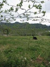 信州 長野県 生坂村 巨峰