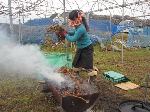 信州 長野県 生坂村 巨峰 季来里ふぁーむ・すずき