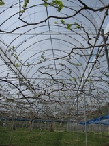 信州 長野県 生坂村 巨峰