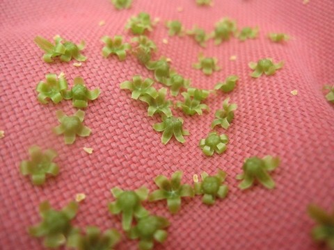 信州 長野県 生坂村 種なしぶどう 季来里ふぁーむ