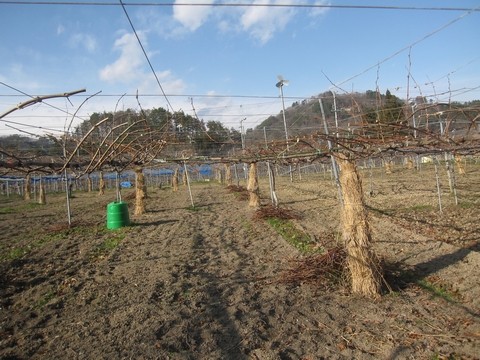 信州 長野県 生坂村 シャインマスカット 季来里ふぁーむ
