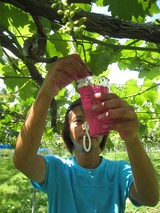 信州 長野県 生坂村 巨峰栽培