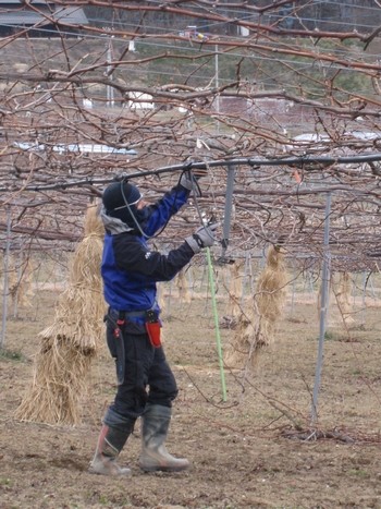 信州 長野県 生坂村 ぶどう