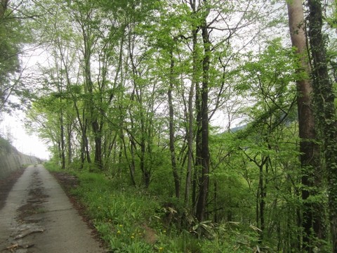 信州 長野県 生坂村 新緑 季来里ふぁーむ・すずき