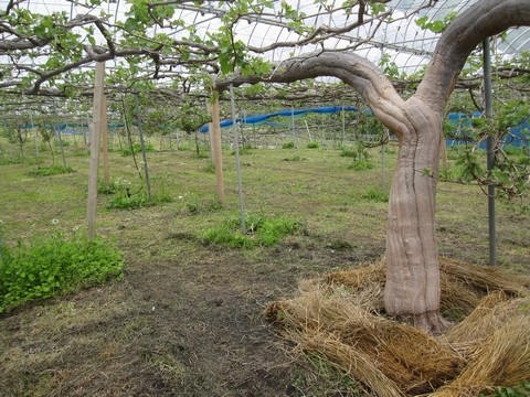 信州 長野県 生坂村 巨峰 きらりふぁーむ