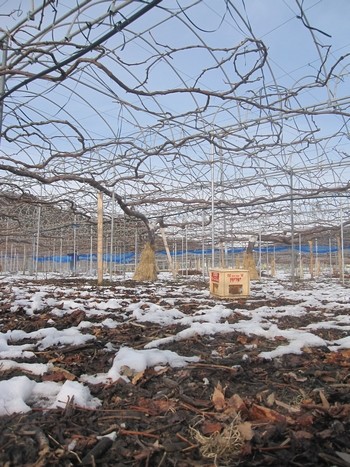 信州 長野県 生坂村 巨峰