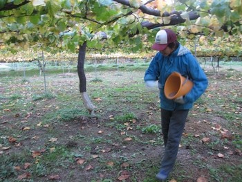 信州 長野県 生坂村 巨峰狩り