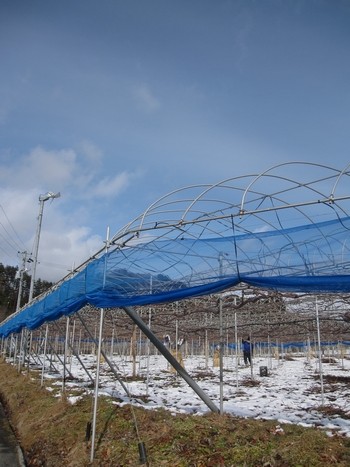 信州 長野県 生坂村 ぶどう