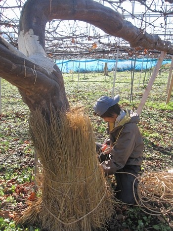 信州 長野県 生坂村 ぶどう
