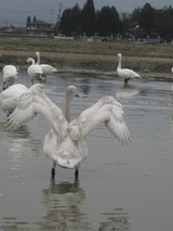 信州 長野 安曇野 白鳥