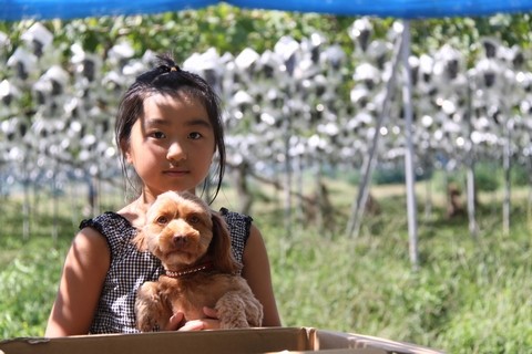 長野県 生坂村 ぶどう狩り 巨峰狩り 季来里ふぁーむすずき