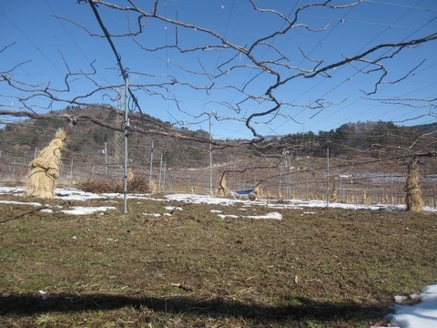 信州 長野県 生坂村 ぶどう狩り