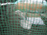 信州 長野 安曇野 白鳥