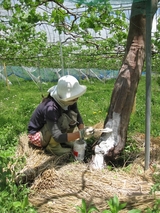 信州 長野県 生坂村 ぶどう狩り