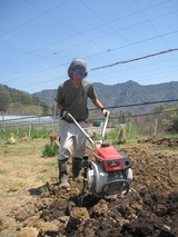 信州 長野県 生坂村 巨峰